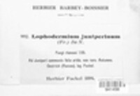 Lophodermium juniperinum image
